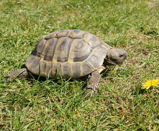 Griechische Landschildkröte