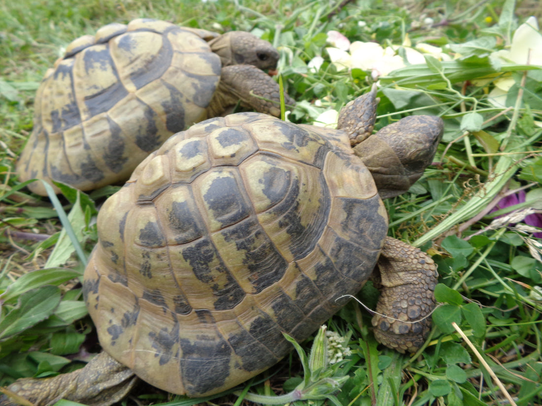 Griechische Landschildkröten, adulte Zuchtgruppe Thb zu verkaufen