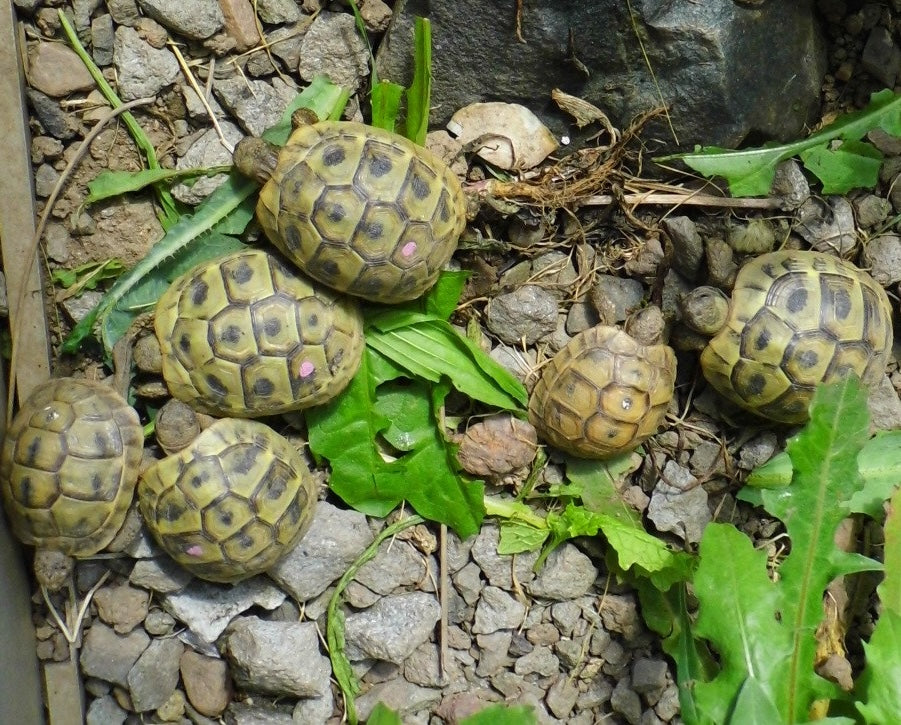 Verkaufe Dalmatinische Landschildkröten NZ 2021 (Hercis)