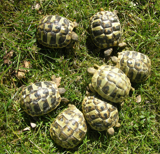 Griechische Landschildkröten NZ 2024 zu verkaufen