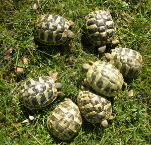 Griechische Landschildkröten NZ 2024 zu verkaufen