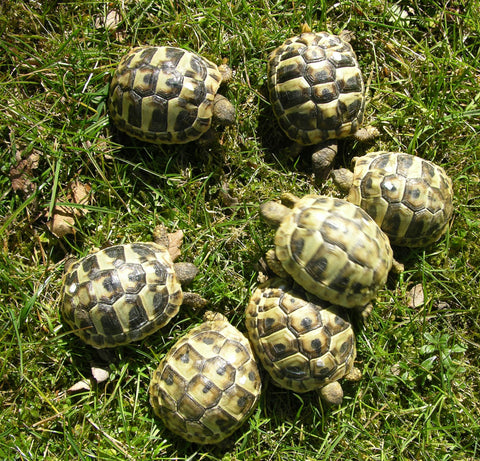 Griechische Landschildkröten NZ 2024 zu verkaufen