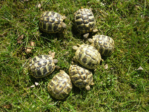 Griechische Landschildkröten NZ 2024 zu verkaufen