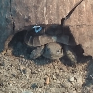 Griechische Landschildkröten NZ aus 2024 zu verkaufen