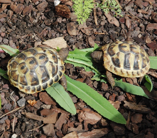 Griechische Landschildkröten NZ 2025 zu verkaufen