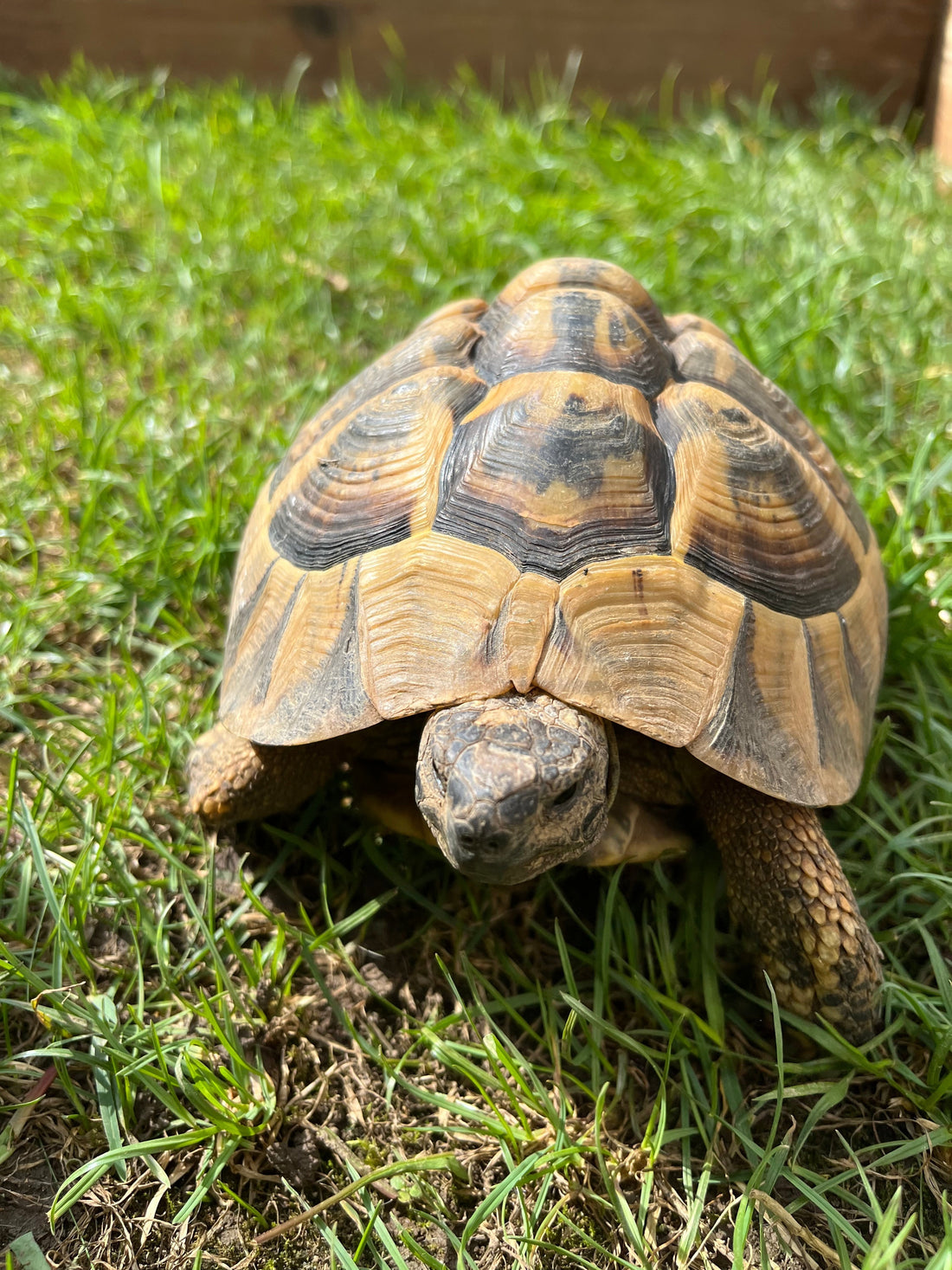 Griechische Landschildkröte NZ 2007 männlich zu verkaufen