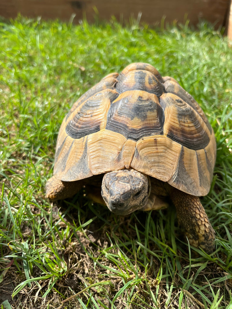 Griechische Landschildkröte NZ 2007 männlich zu verkaufen