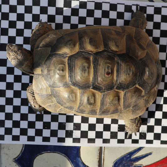 Maurische Landschildkröte männlich