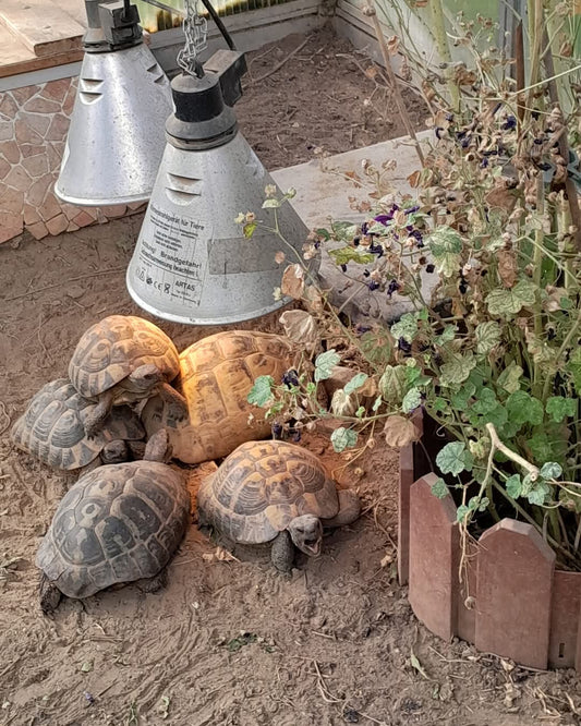 Griechische Landschildkröten von 2018 abzugeben