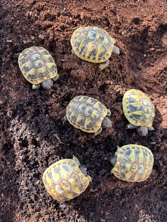 Griechische Landschildkröten Nachzucht 2023 und 2024 Testudo Hermanni