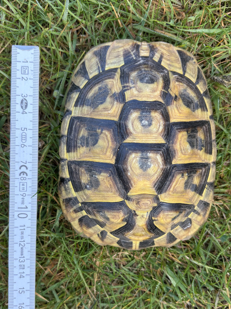 3 Griechische Landschildkröten Nachzucht aus 2019 männlich
