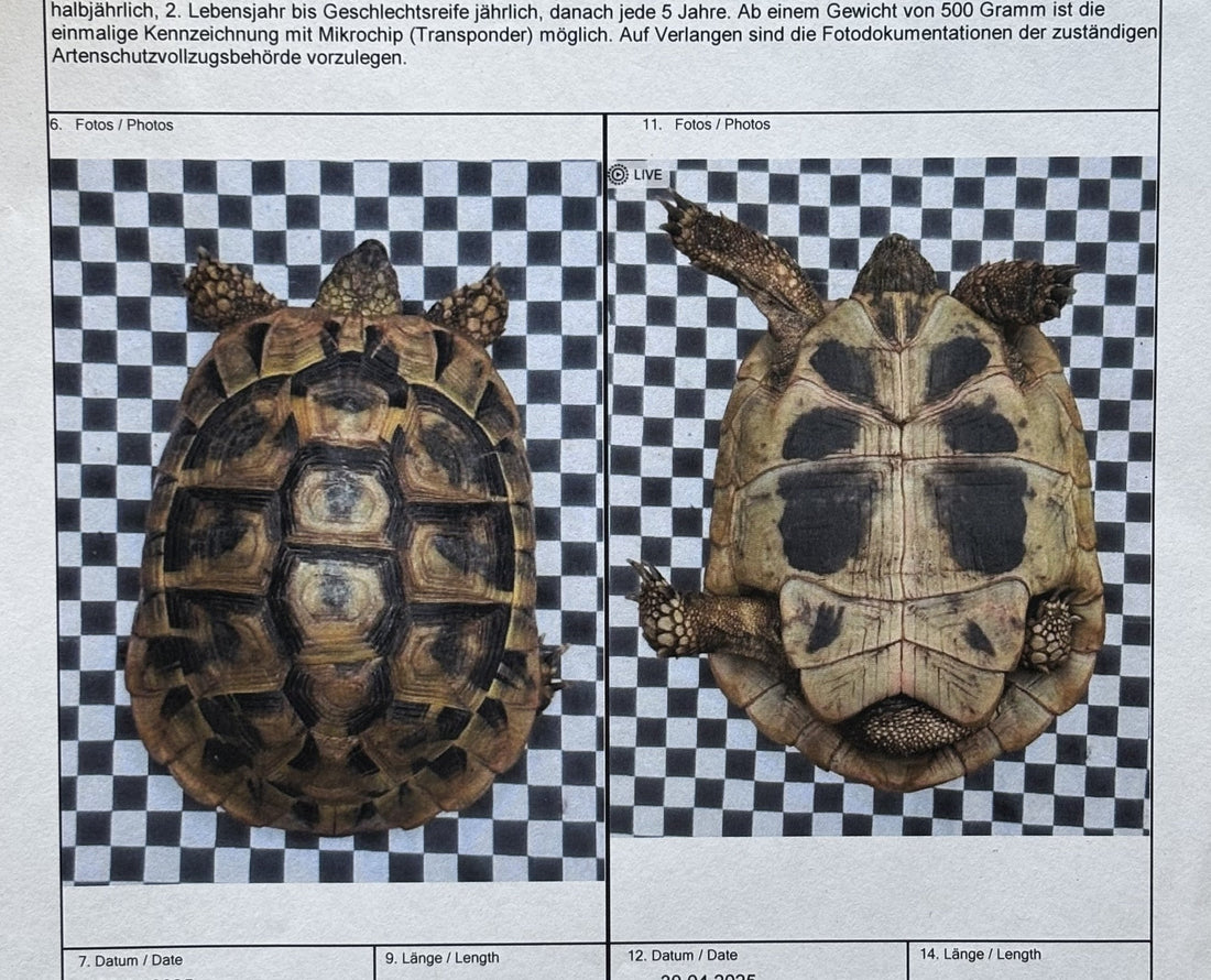 2 Griechische Landschildkröten Nachzucht aus 2019/2020