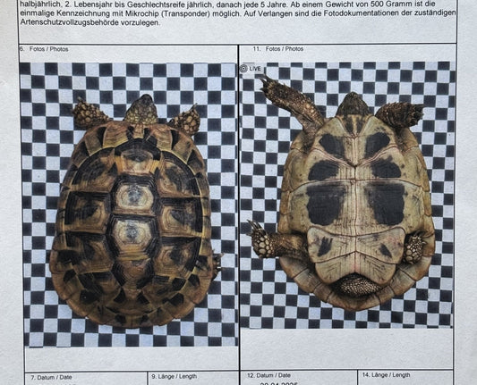 2 Griechische Landschildkröten Nachzucht aus 2019/2020