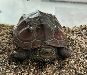 Chinesiche Dreikielwasserschildkröte, 3,5 Jahre alt