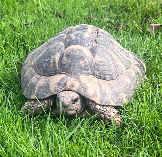 Griechische Landschildkröte von 2015