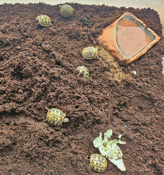 Griechische Landschildkröten (Babys) zu verkaufen