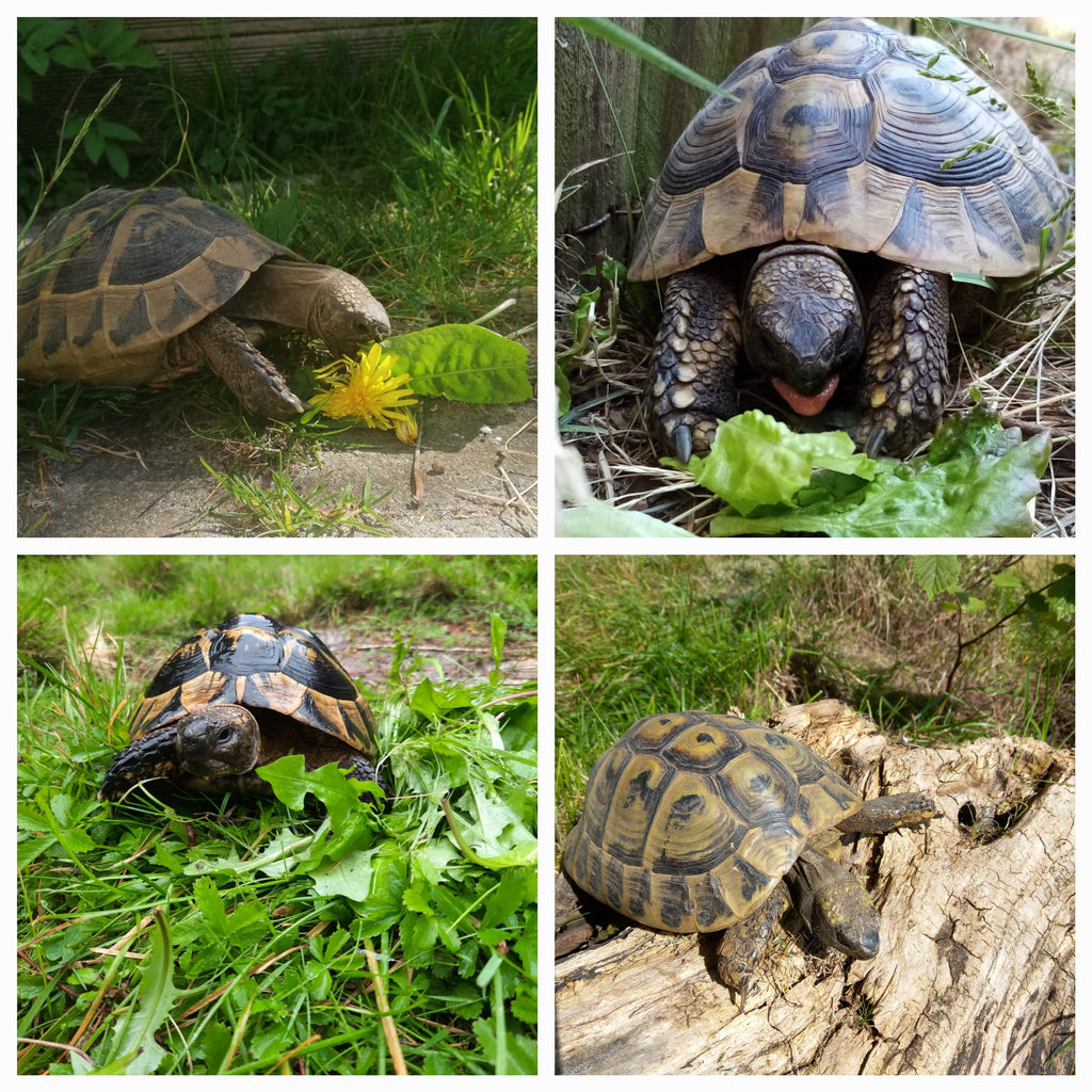 2 Griechische Landschildkröten aus 2014 abzugeben