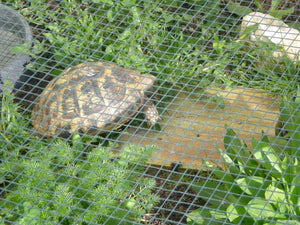 5 weibliche Testudo hermanni boettgeri zu verkaufen