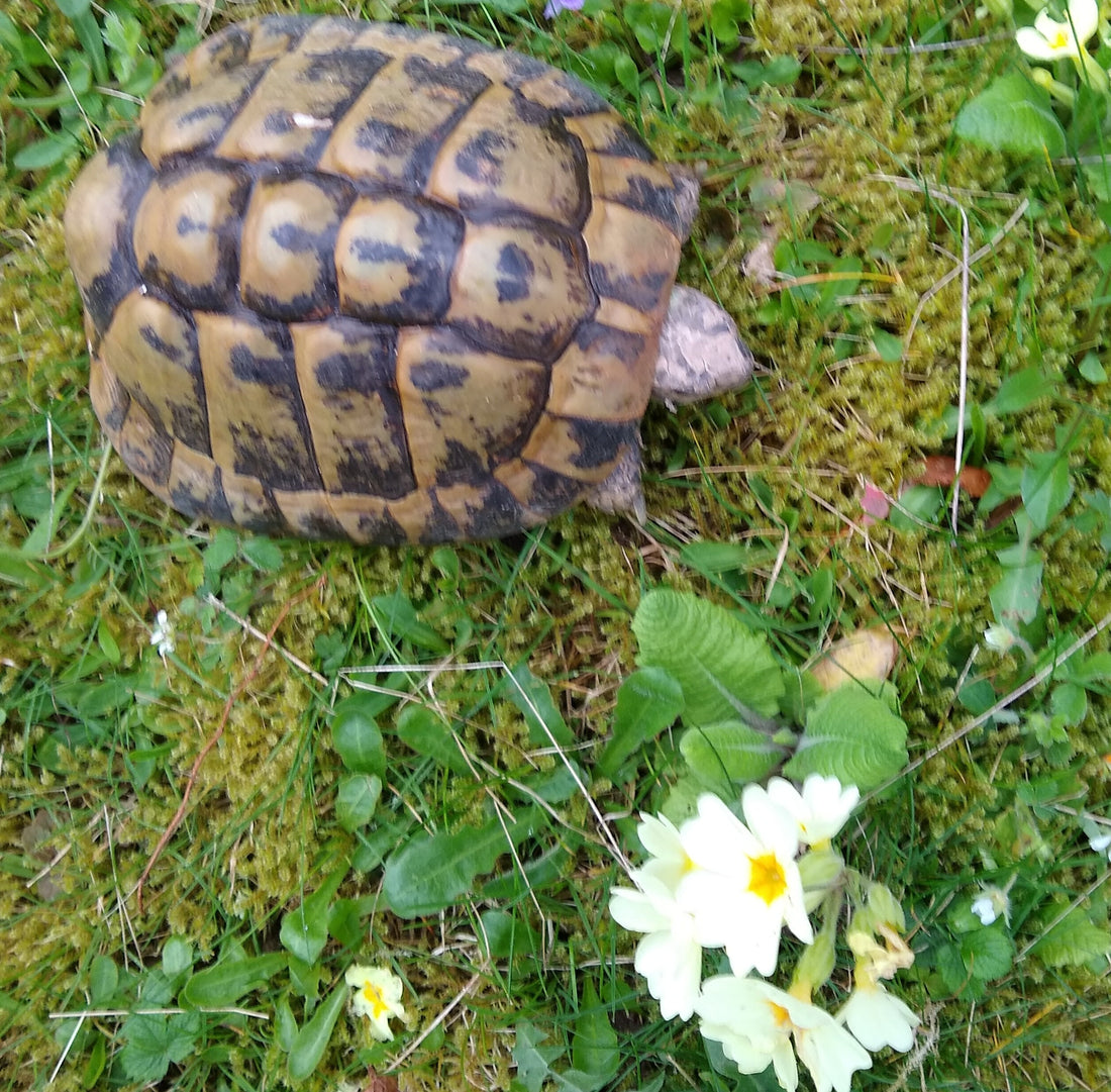 Griechische männliche Landschildkröte zu verkaufen