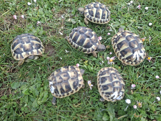 6 griechische Landschildkröten NZ 2025 zu verkaufen