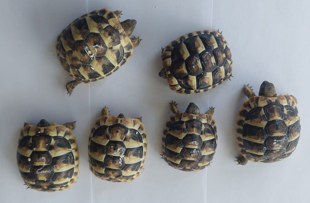 4 putzmuntere griechische Landschildkröten NZ 2024 zu verkaufen