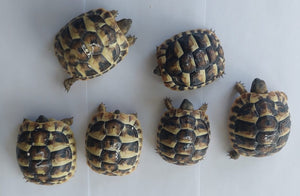 4 putzmuntere griechische Landschildkröten NZ 2024 zu verkaufen