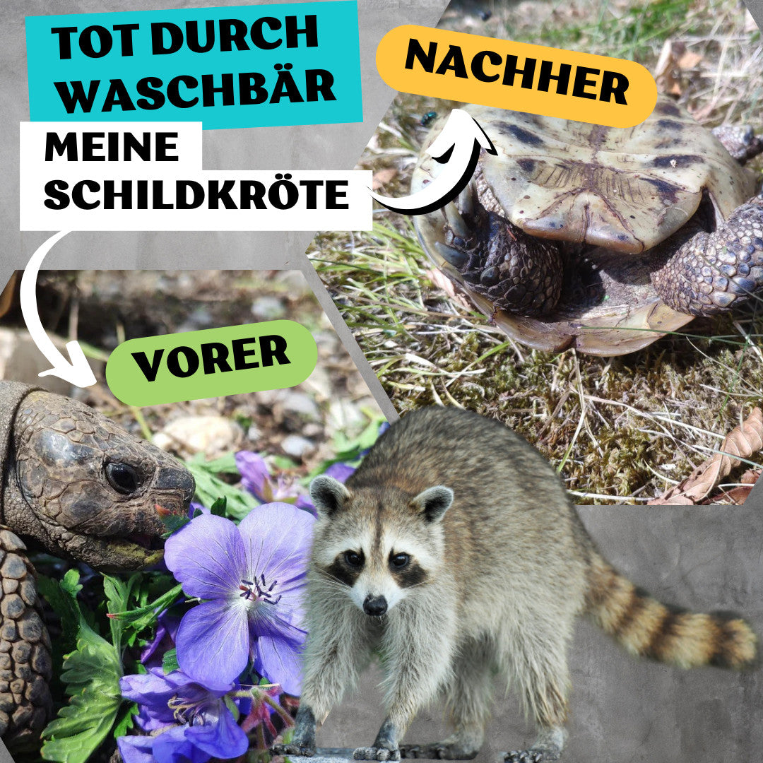 Gefahr durch Fressfeinde - Waschbären, Ratten und Marder