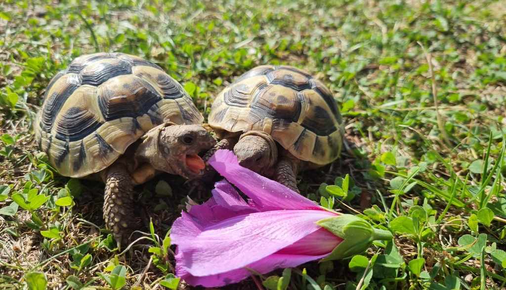 Griechische Landschildkröten NZ 2020 zu verkaufen