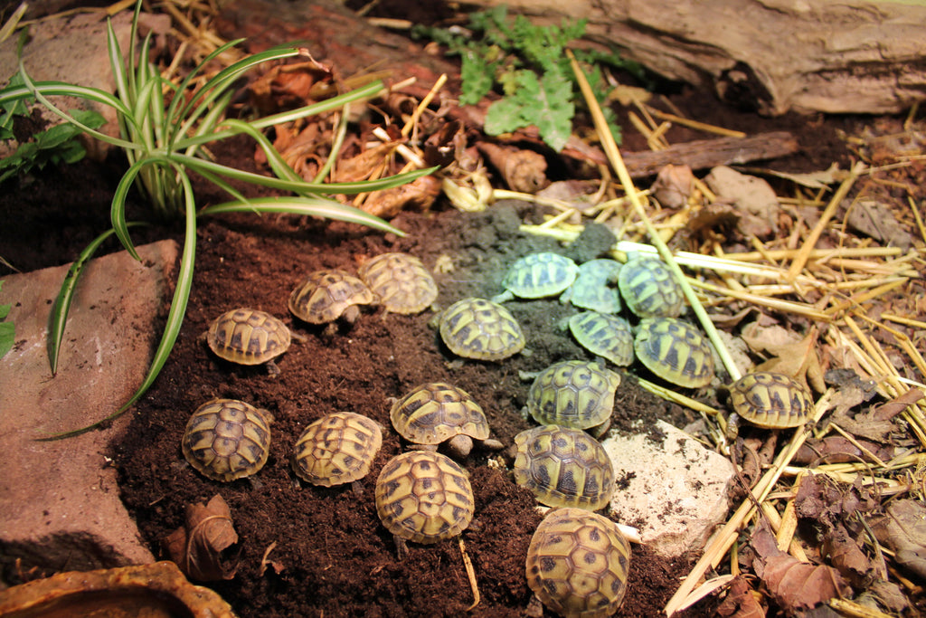 Griechische Landschildkröten NZ 2022