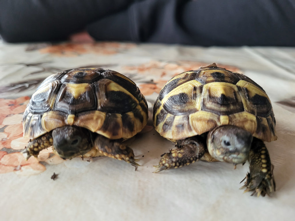 Griechische Landschildkröten (NZ 2022) zu verkaufen