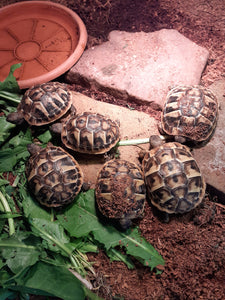Griechische Landschildkröten (THB) NZ 2022