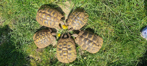 Griechische Landschildkröten Testudo hermanni 5er Gruppe