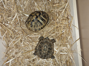 Griechische Landschildkröten zu verschenken