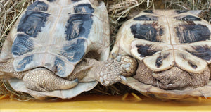 Griechisches Landschildkrötenpaar (19 u. 16 Jahre) abzugeben