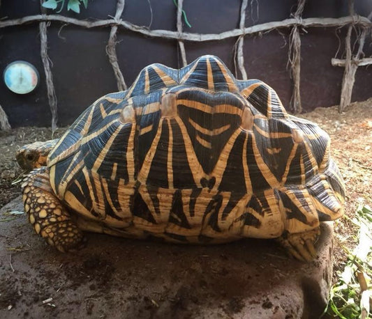 SUCHE 2-3 adulte weibliche Sternschildkröten großer Sri Lanka Typ
