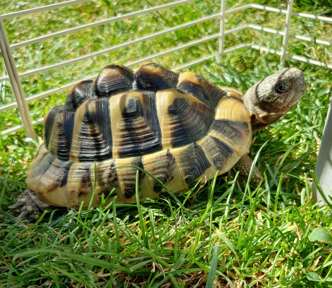 Griechische Landschildkröte männlich NZ 2021