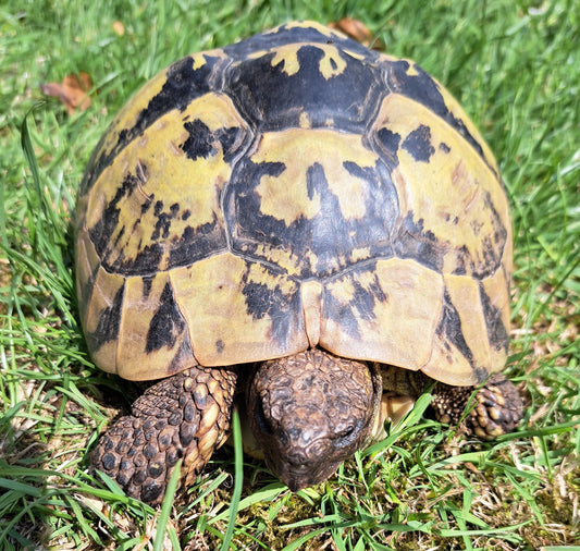 Griechische Landschildkröte