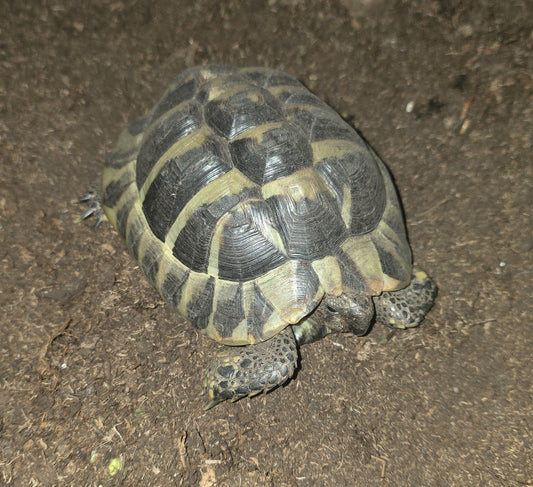 2 griechische Landschildkröten suchen ein neues Zuhause