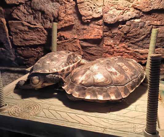 2 Wasserschildkröten abzugeben