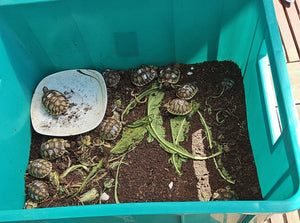 Maurische Landschildkröte