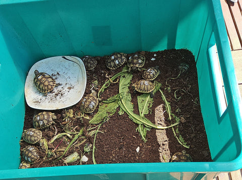 Maurische Landschildkröte