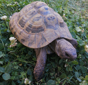 Griechische Landschildkröte von 2009, (männlich) zu verkaufen