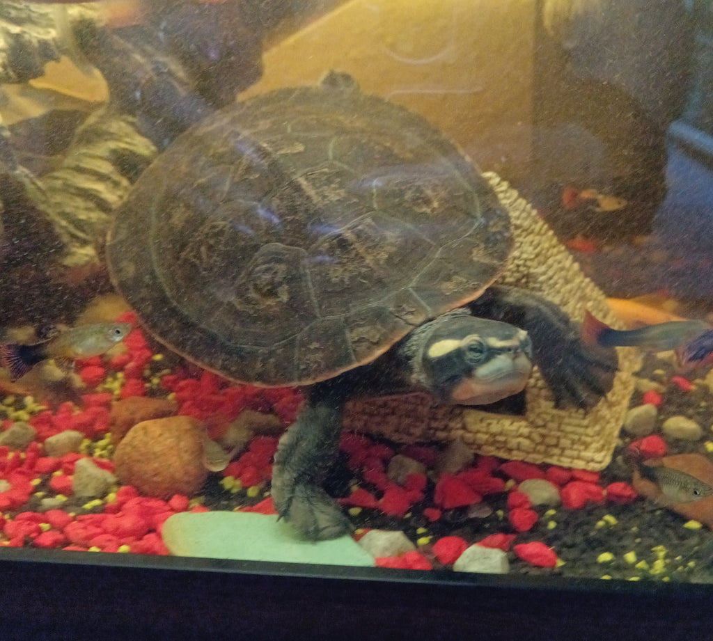 Spitzkopf Rotbauch Wasser Schildkröte