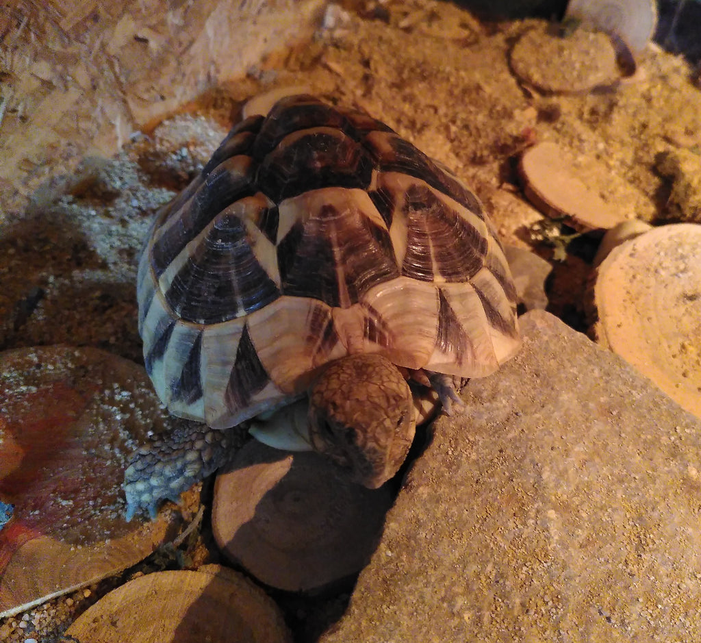 2 Griechische Landschildkröten abzugeben