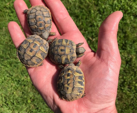 Griechische Landschildkröten Testudo hermanni hermani Jungtiere Schlupf 2025