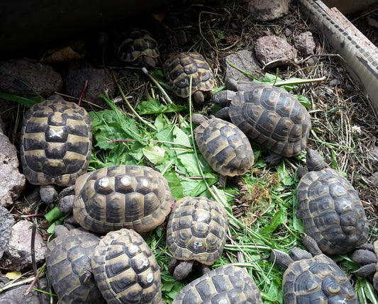 Griechische Landschildkröten DNZ 2024 und 2025 zur Abgabe