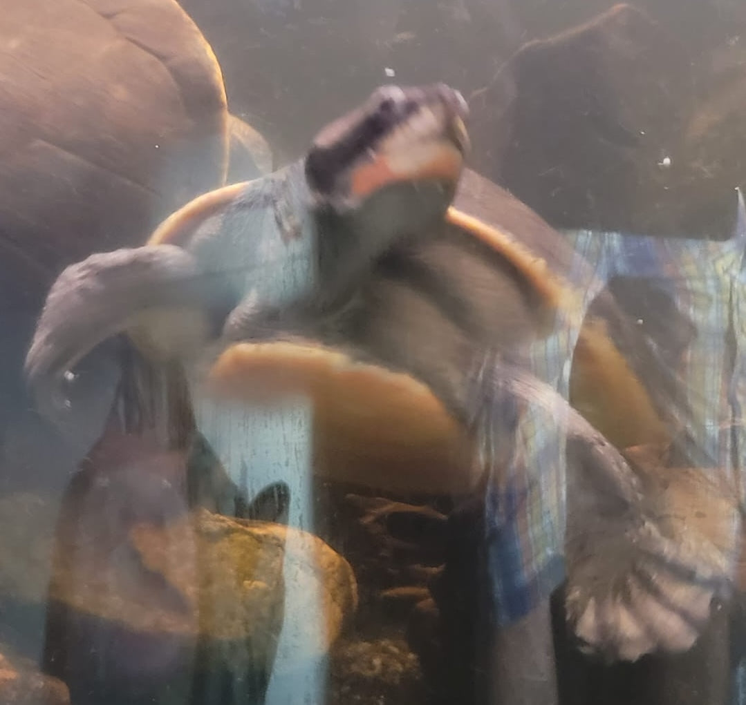 2 Rotbauch-Spitzkopfschildkröten