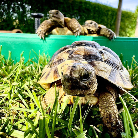 Maurische Landschildkröten