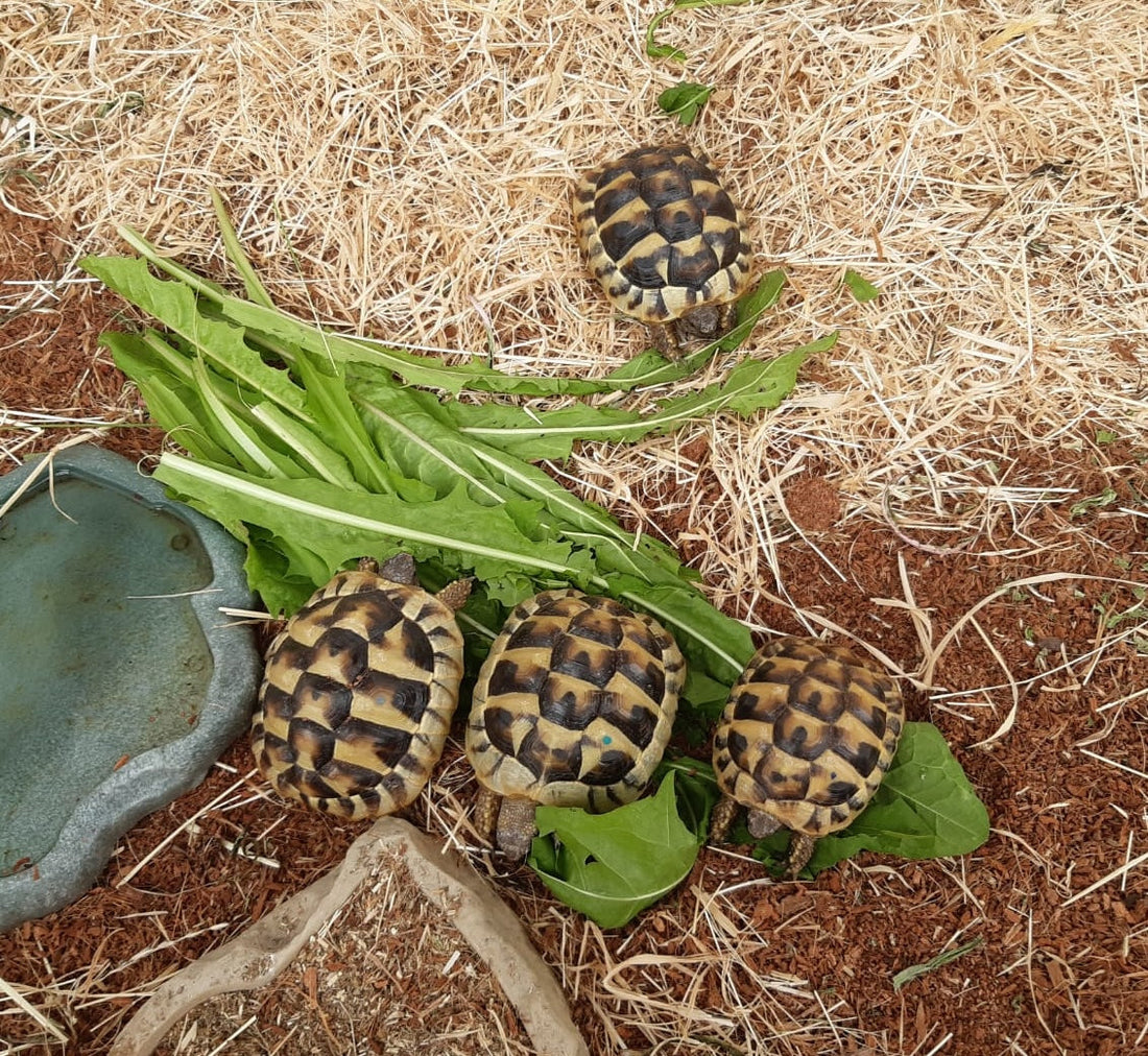 3 griechische Landschildkröten zu verkaufen