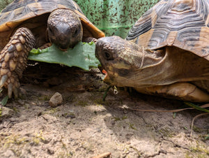 Griechische Landschildkröten suchen neues Zuhause